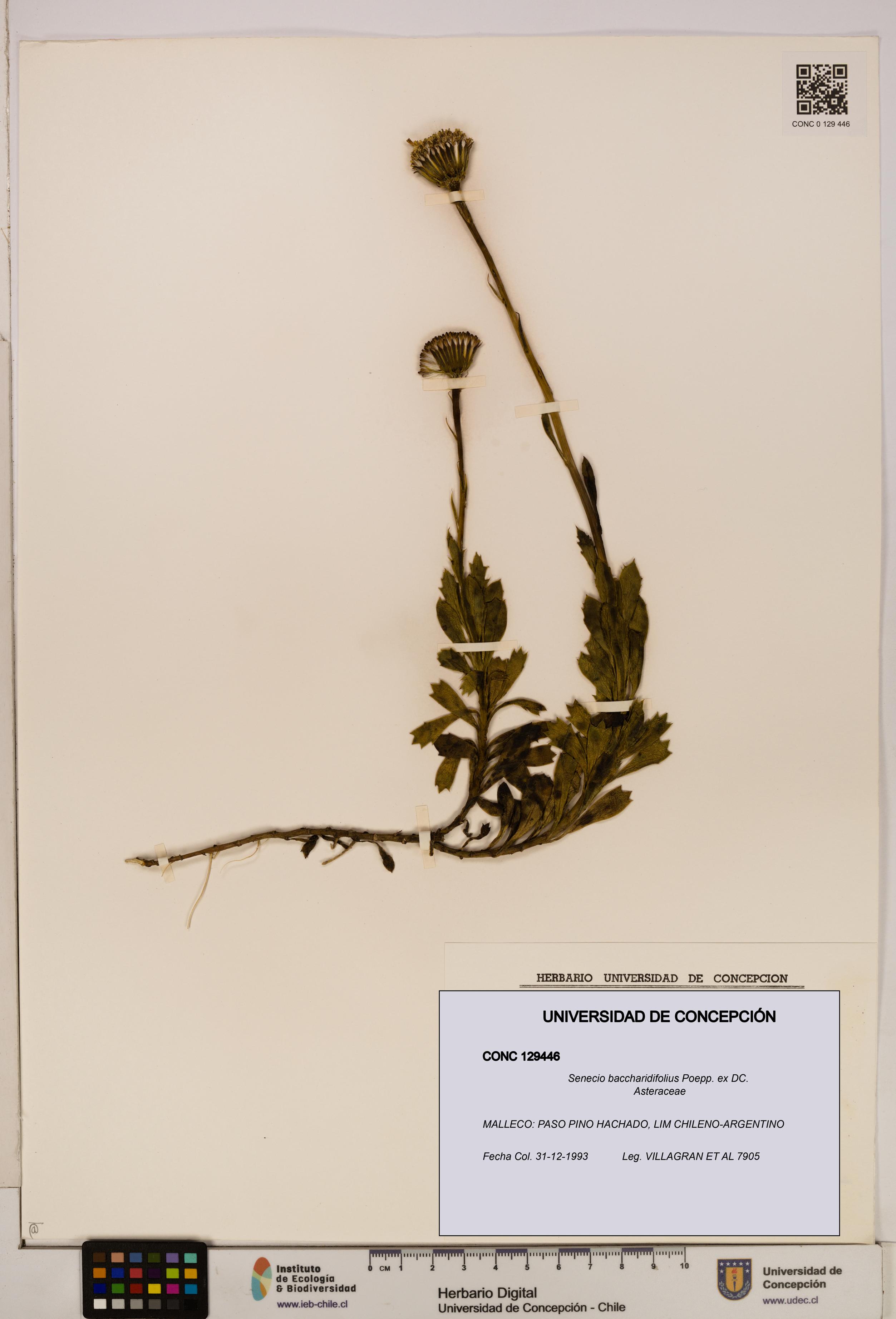 Senecio baccharidifolius [Espécimen: UDEC:CONC:0129446]