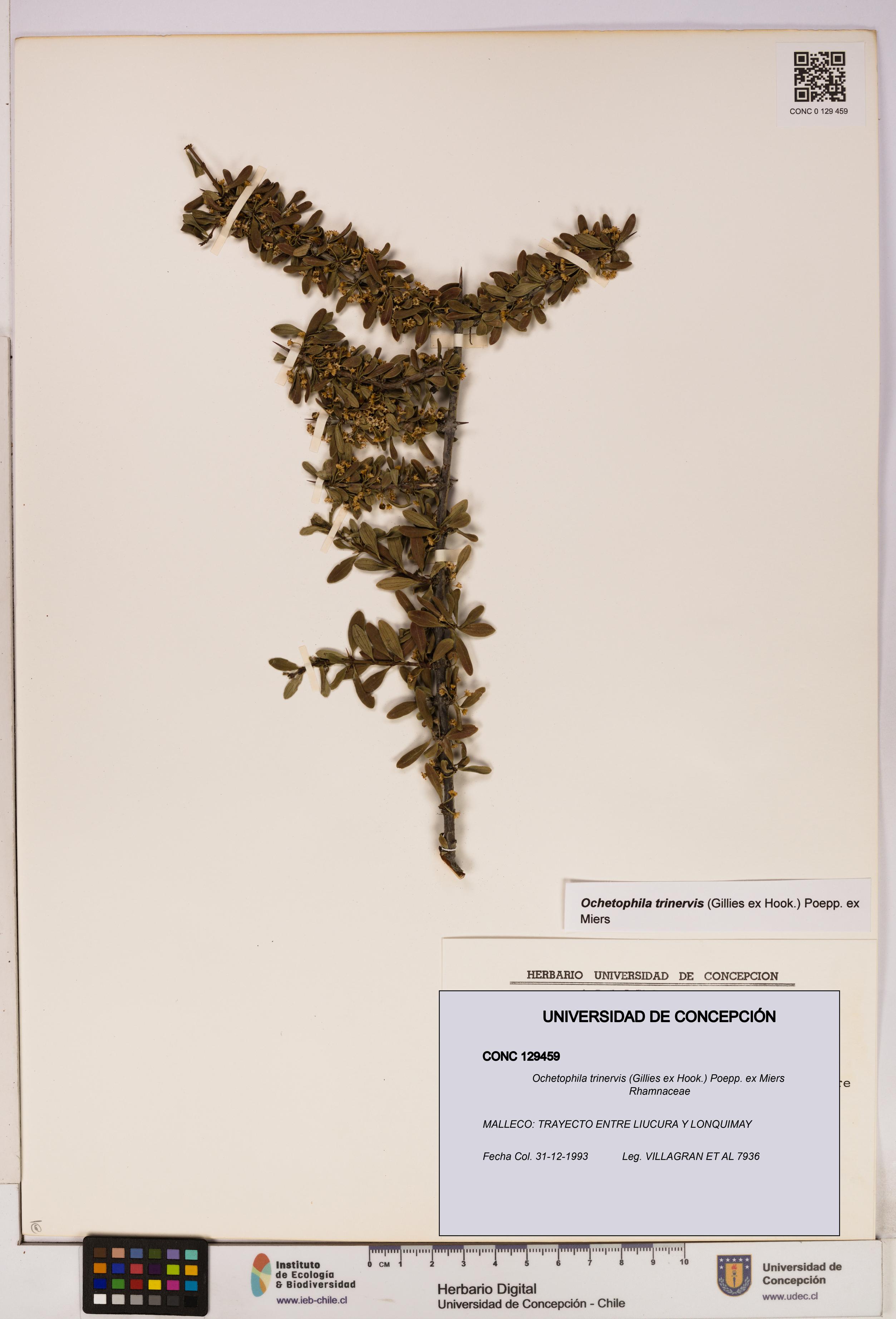 Ochetophila trinervis [Espécimen: UDEC:CONC:0129459]