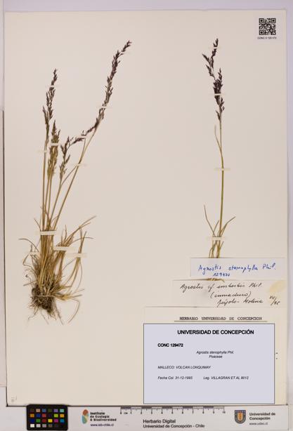 Agrostis stenophylla [Espécimen: UDEC:CONC:0129472]
