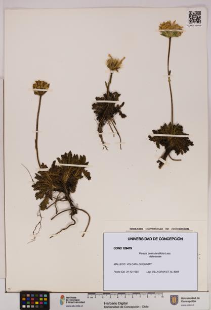 Perezia pedicularidifolia [Espécimen: UDEC:CONC:0129479]