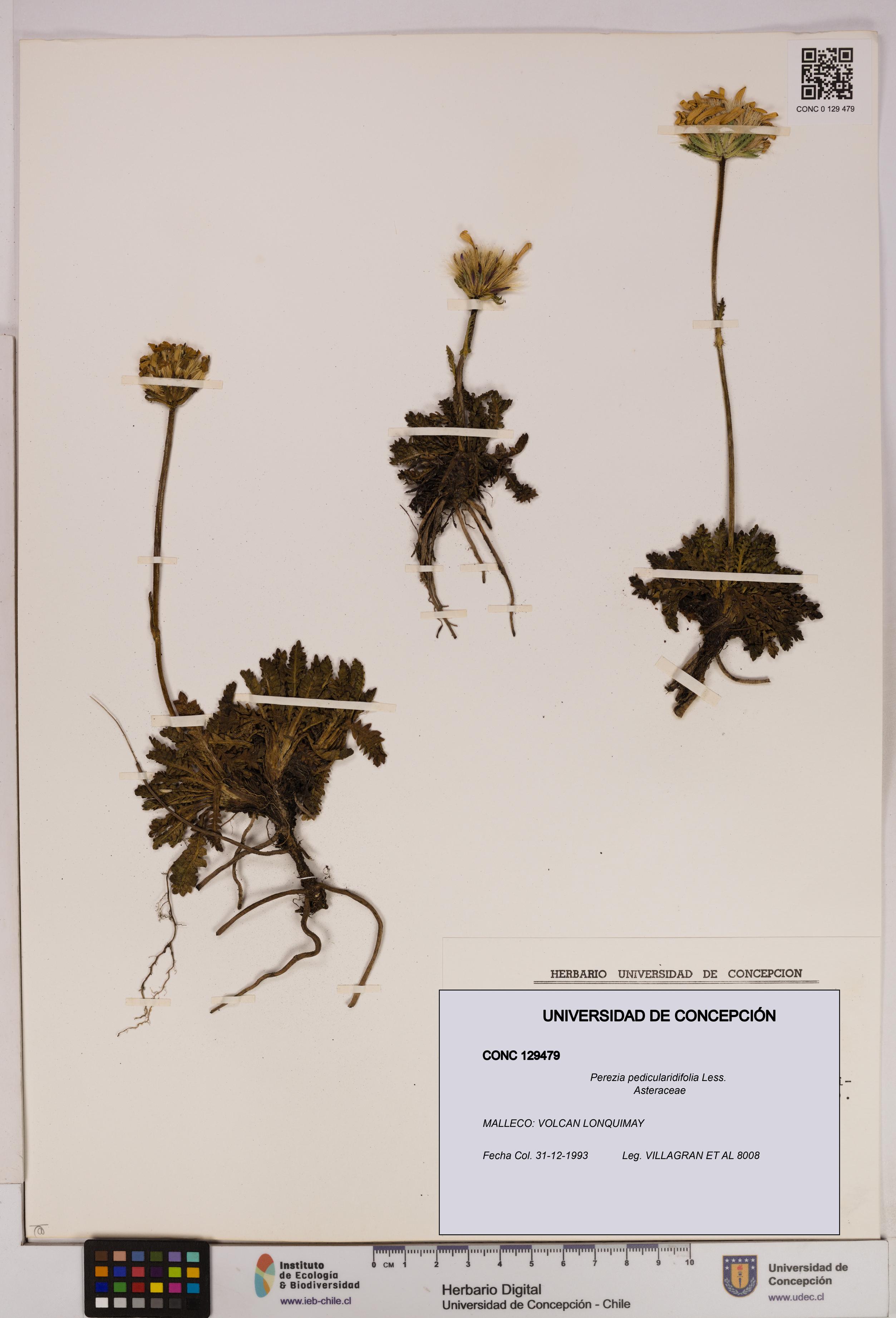 Perezia pedicularidifolia [Espécimen: UDEC:CONC:0129479]