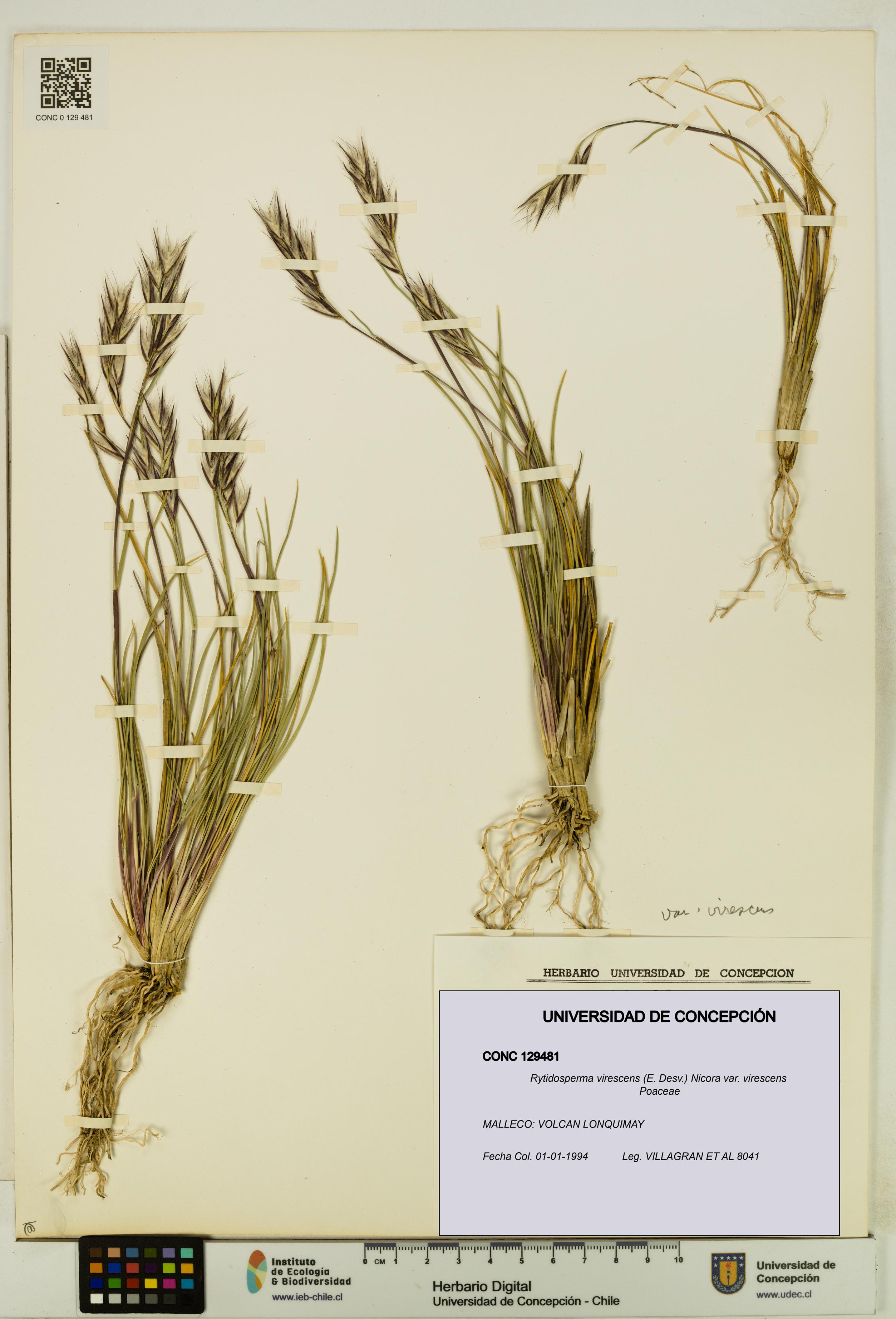Rytidosperma virescens var. virescens [Espécimen: UDEC:CONC:0129481]