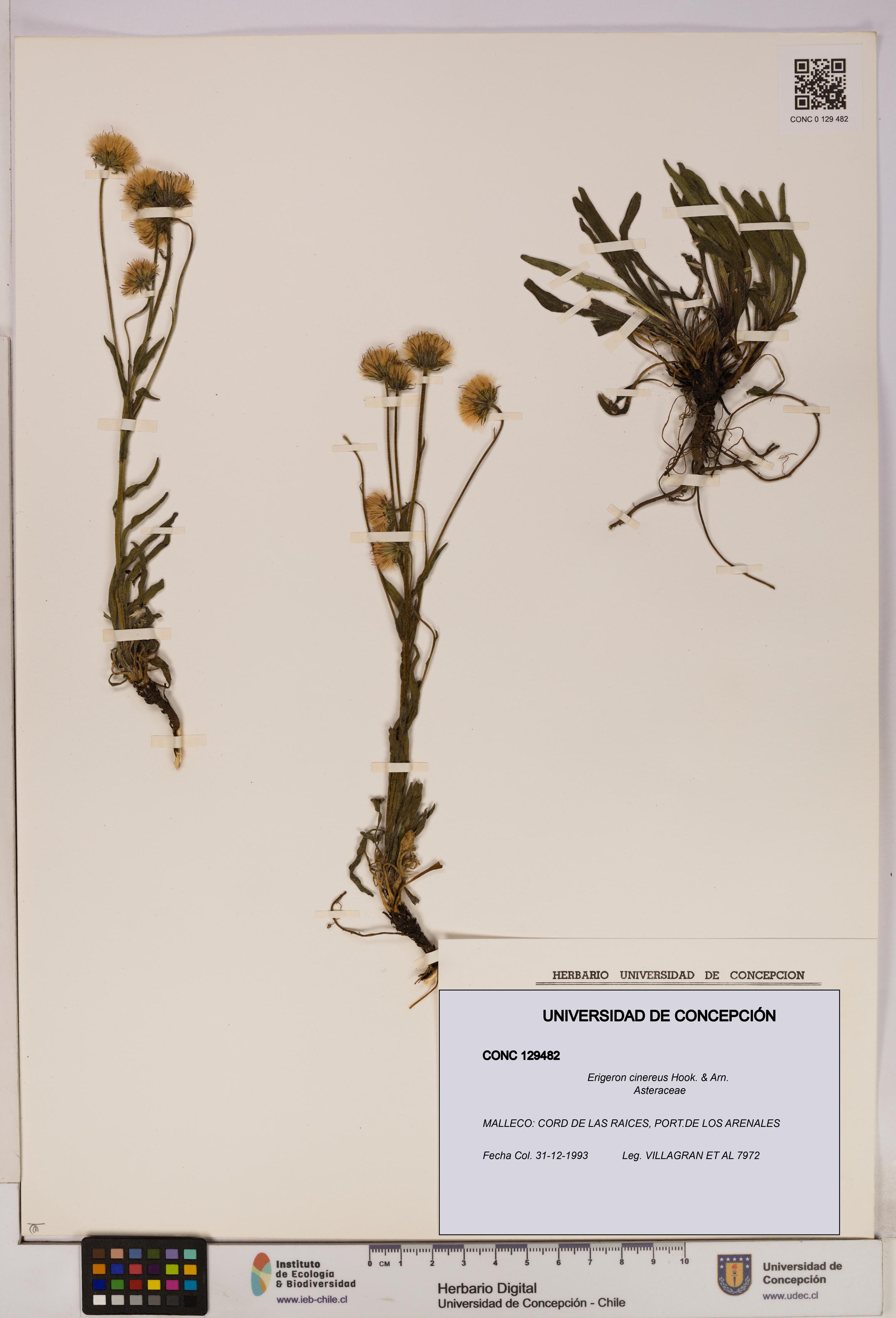 Erigeron cinereus [Espécimen: UDEC:CONC:0129482]