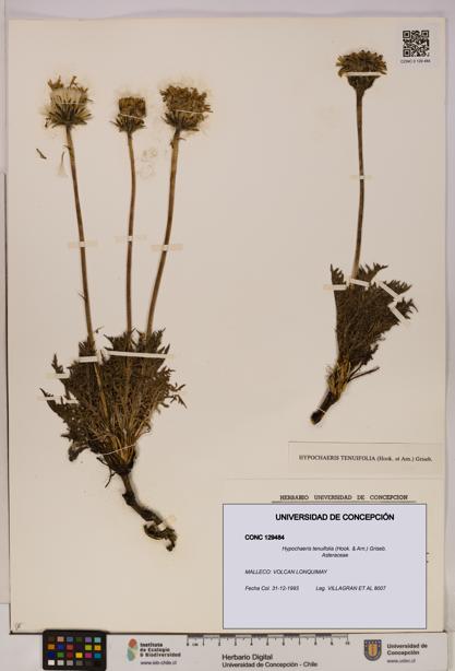 Hypochaeris tenuifolia [Espécimen: UDEC:CONC:0129484]