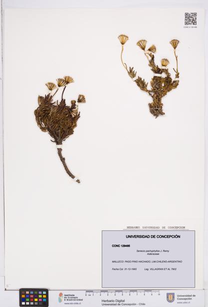 Senecio pachyphyllos [Espécimen: ]