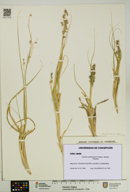 Panicum racemosum [Espécimen: UDEC:CONC:0129486]