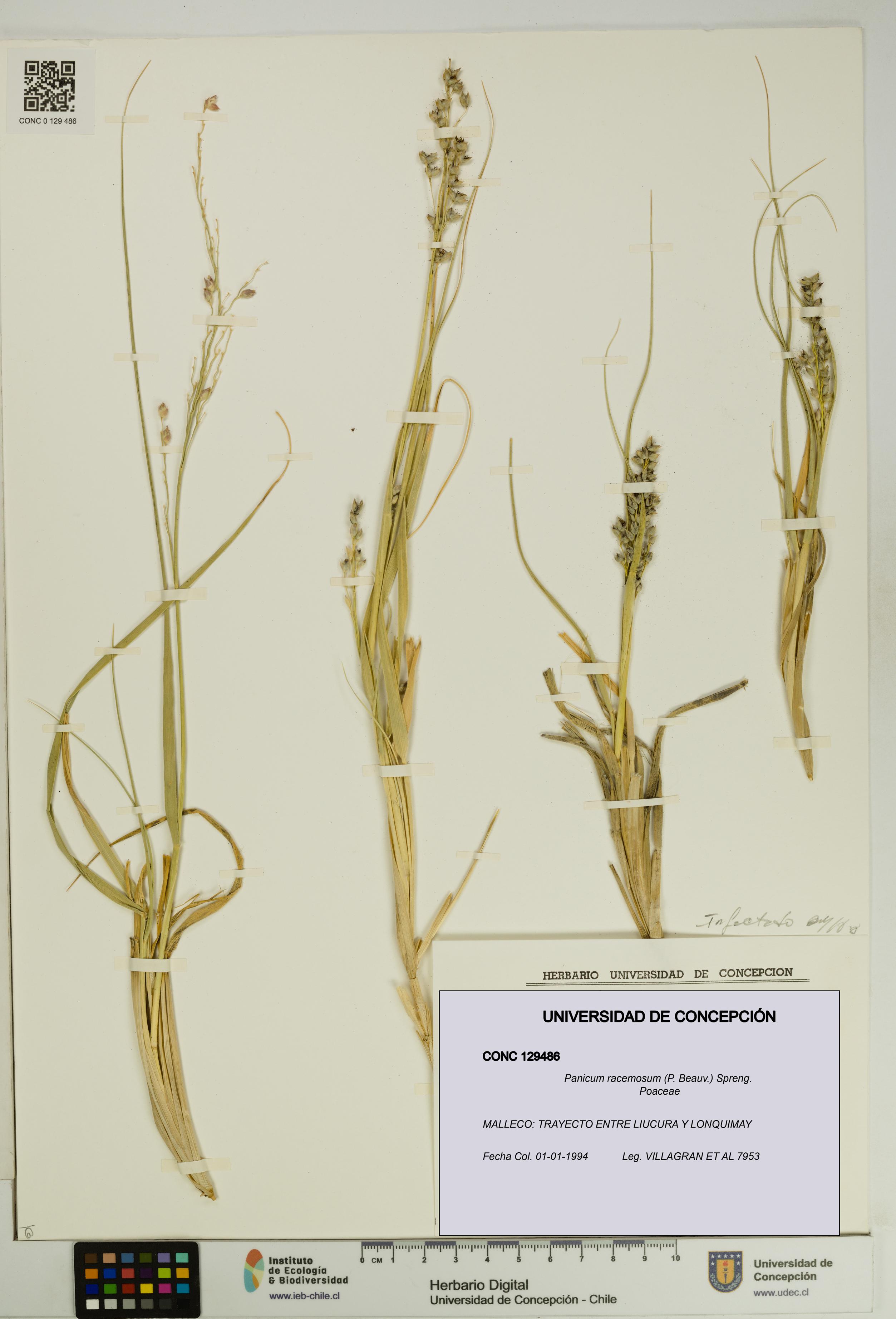 Panicum racemosum [Espécimen: UDEC:CONC:0129486]
