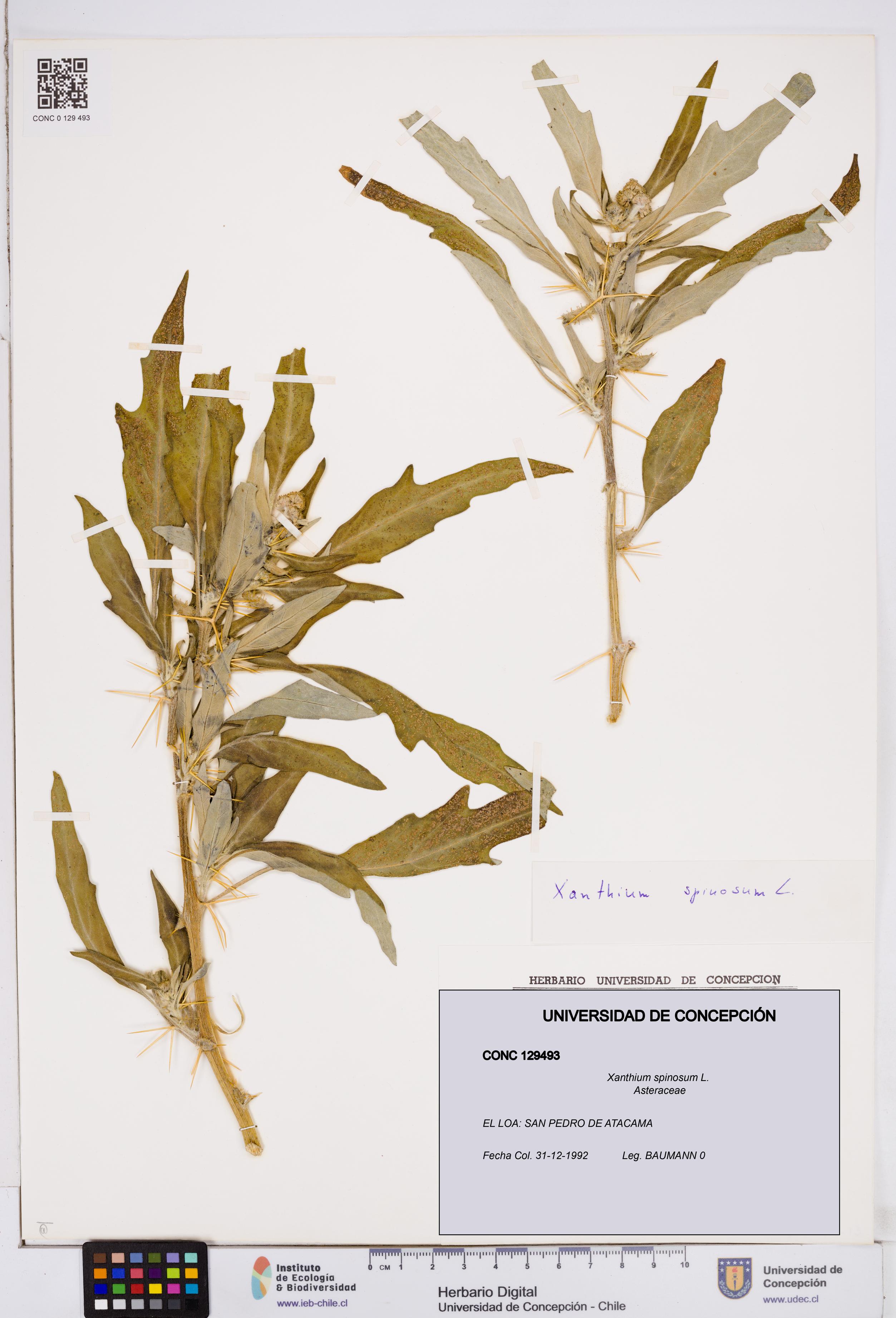 Xanthium spinosum [Espécimen: ]