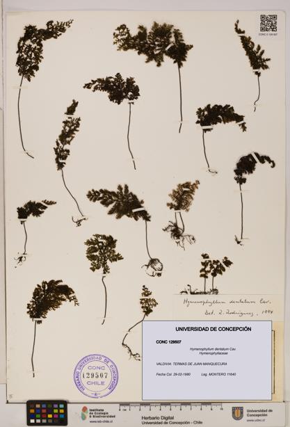 Hymenophyllum dentatum [Espécimen: UDEC:CONC:0129507]