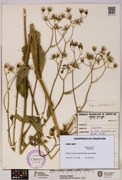 Crepis pulchra [Espécimen: UDEC:CONC:0129517]