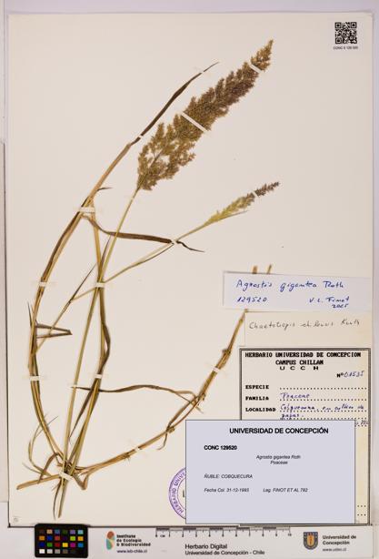 Agrostis gigantea [Espécimen: UDEC:CONC:0129520]