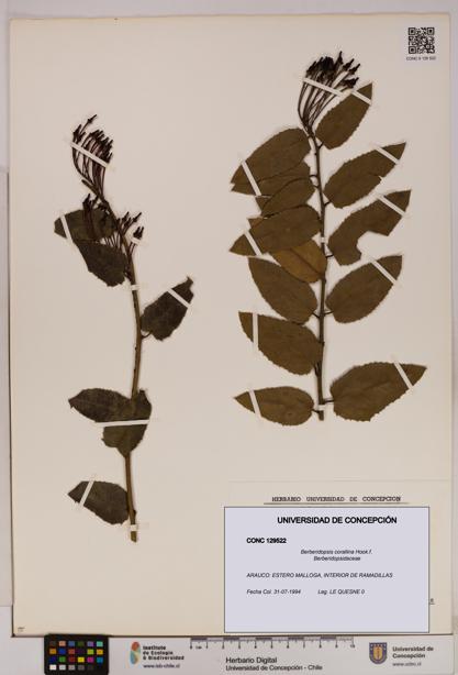 Berberidopsis corallina [Espécimen: UDEC:CONC:0129522]