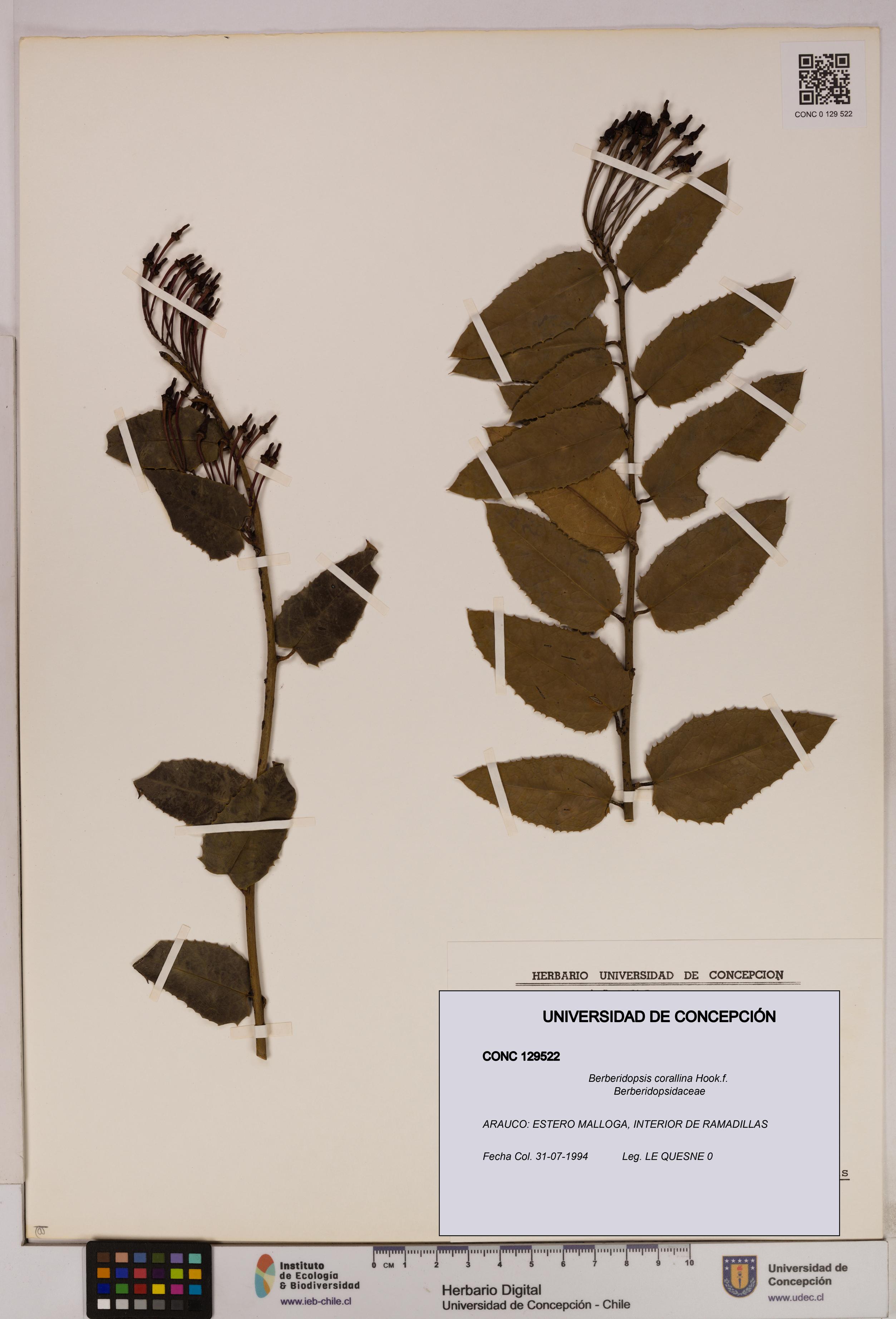 Berberidopsis corallina [Espécimen: UDEC:CONC:0129522]