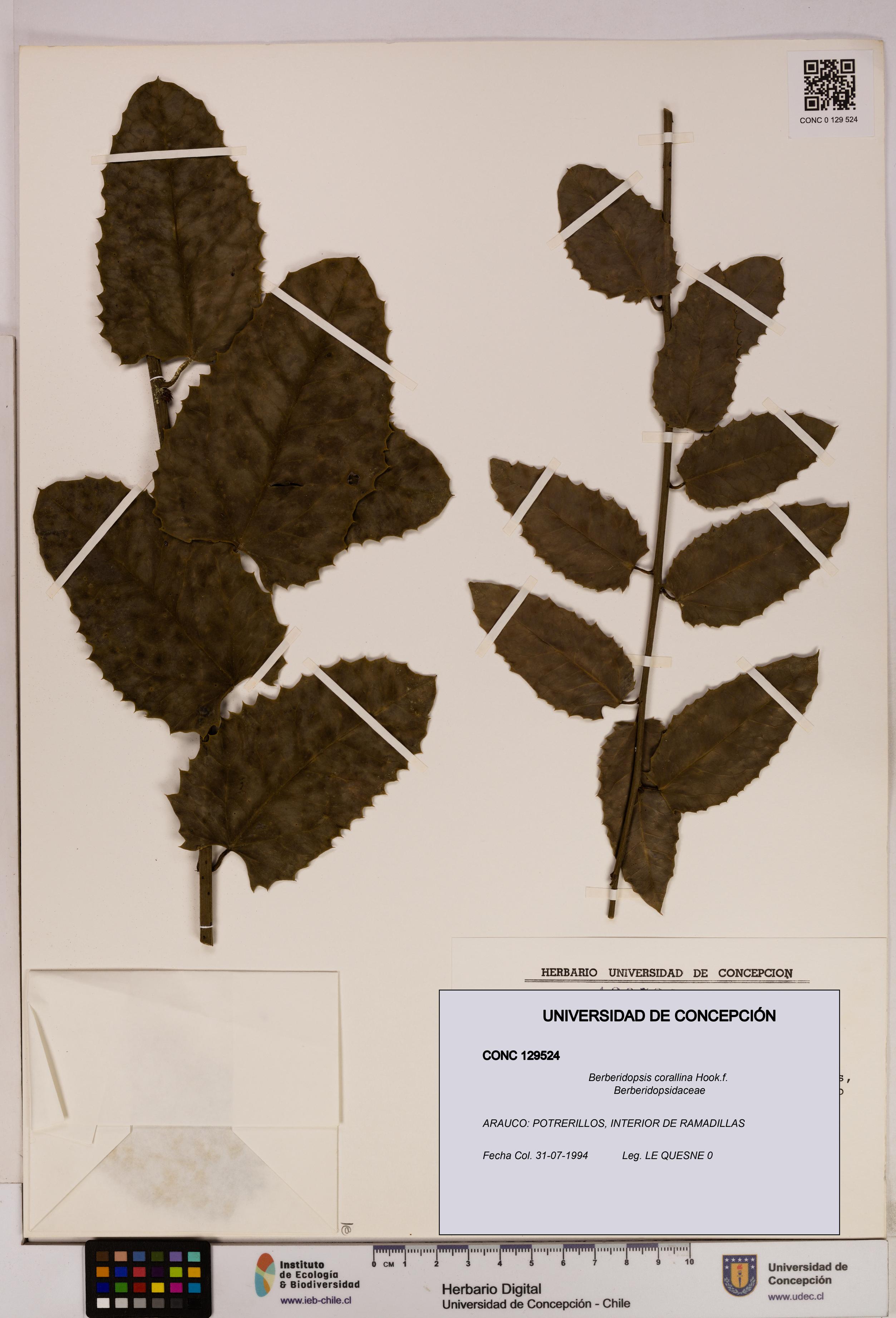 Berberidopsis corallina [Espécimen: UDEC:CONC:0129524]