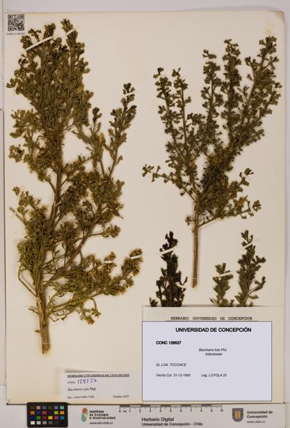 Baccharis tola [Espécimen: UDEC:CONC:0129527]