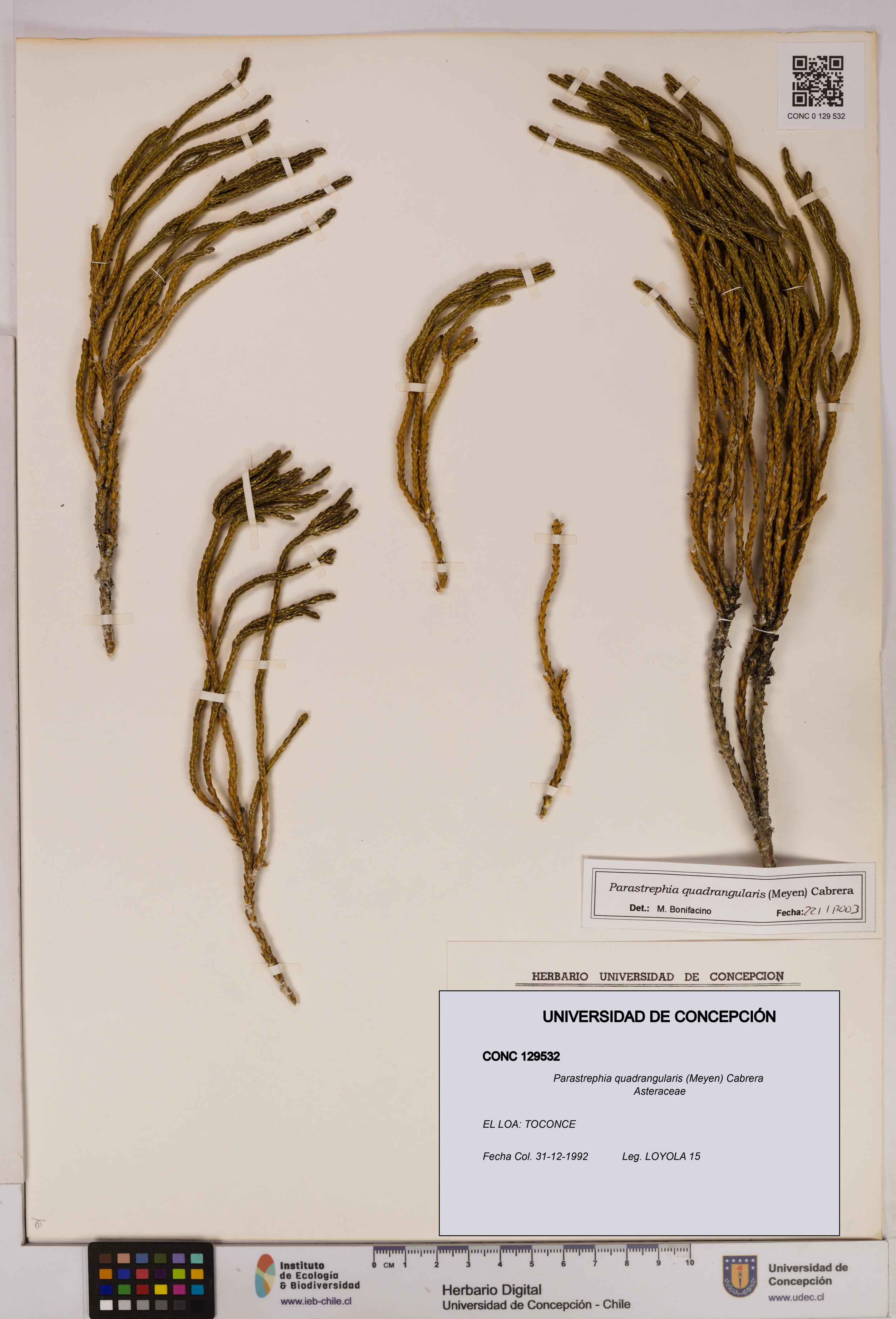 Parastrephia quadrangularis [Espécimen: UDEC:CONC:0129532]