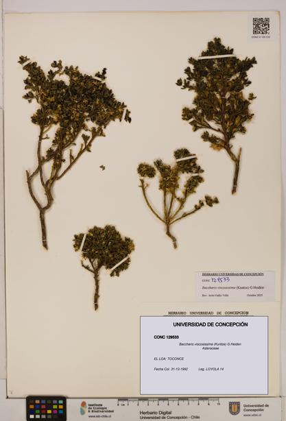 Baccharis tola [Espécimen: UDEC:CONC:0129533]