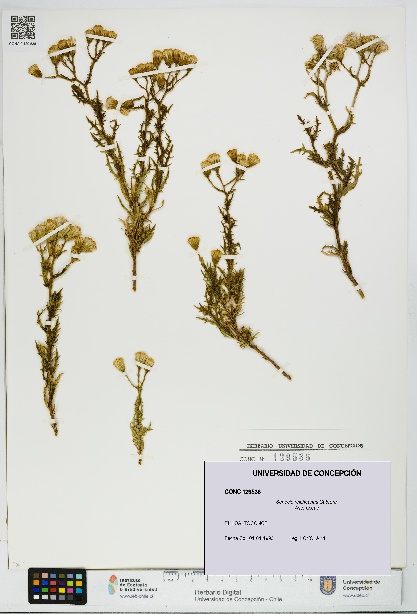 Senecio reicheanus [Espécimen: UDEC:CONC:0129536]