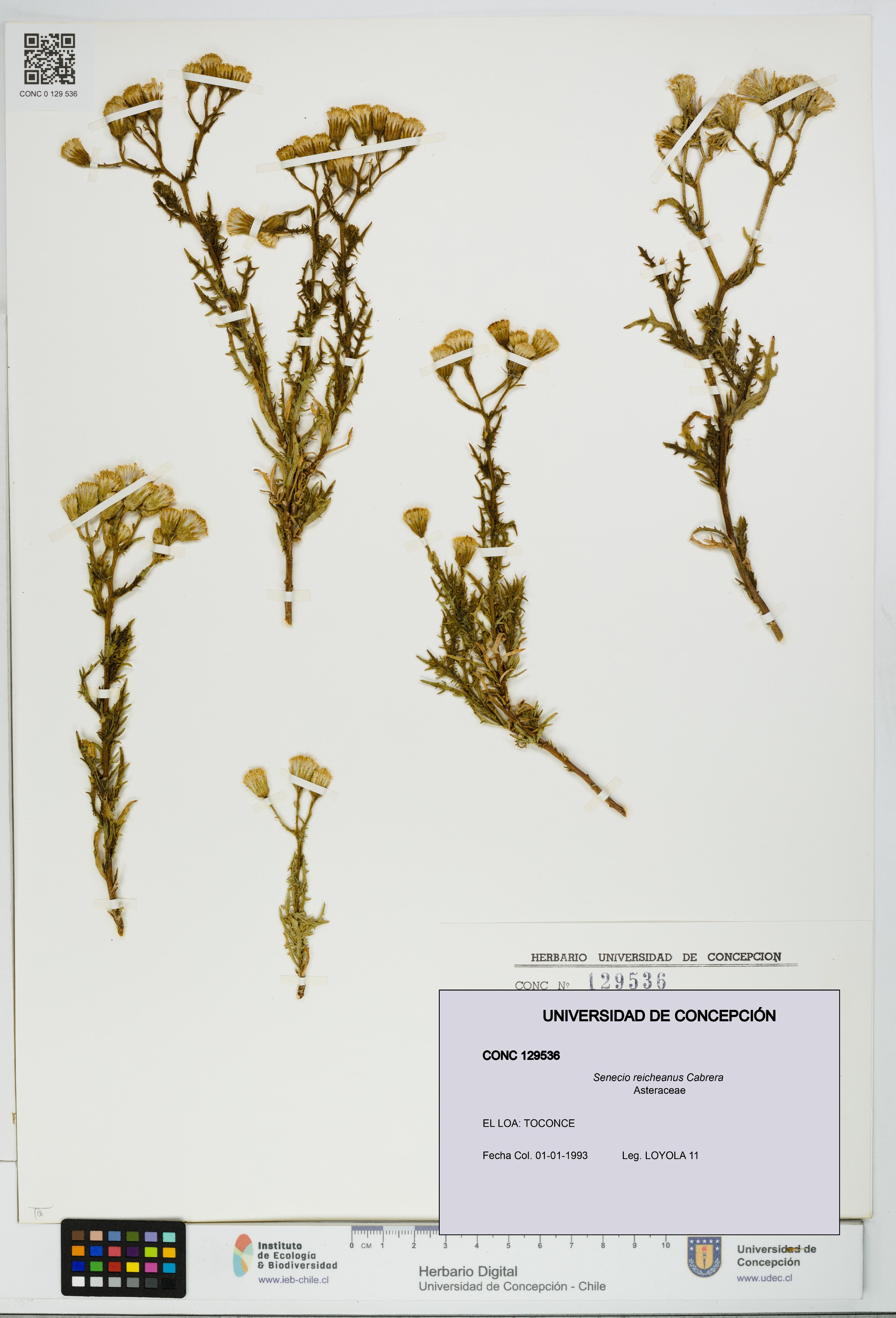 Senecio reicheanus [Espécimen: UDEC:CONC:0129536]