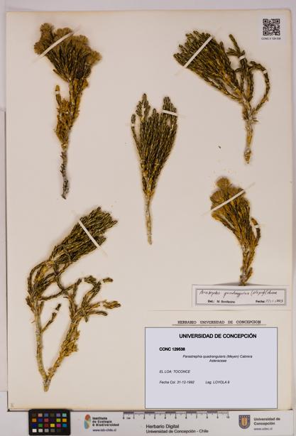 Parastrephia quadrangularis [Espécimen: UDEC:CONC:0129538]