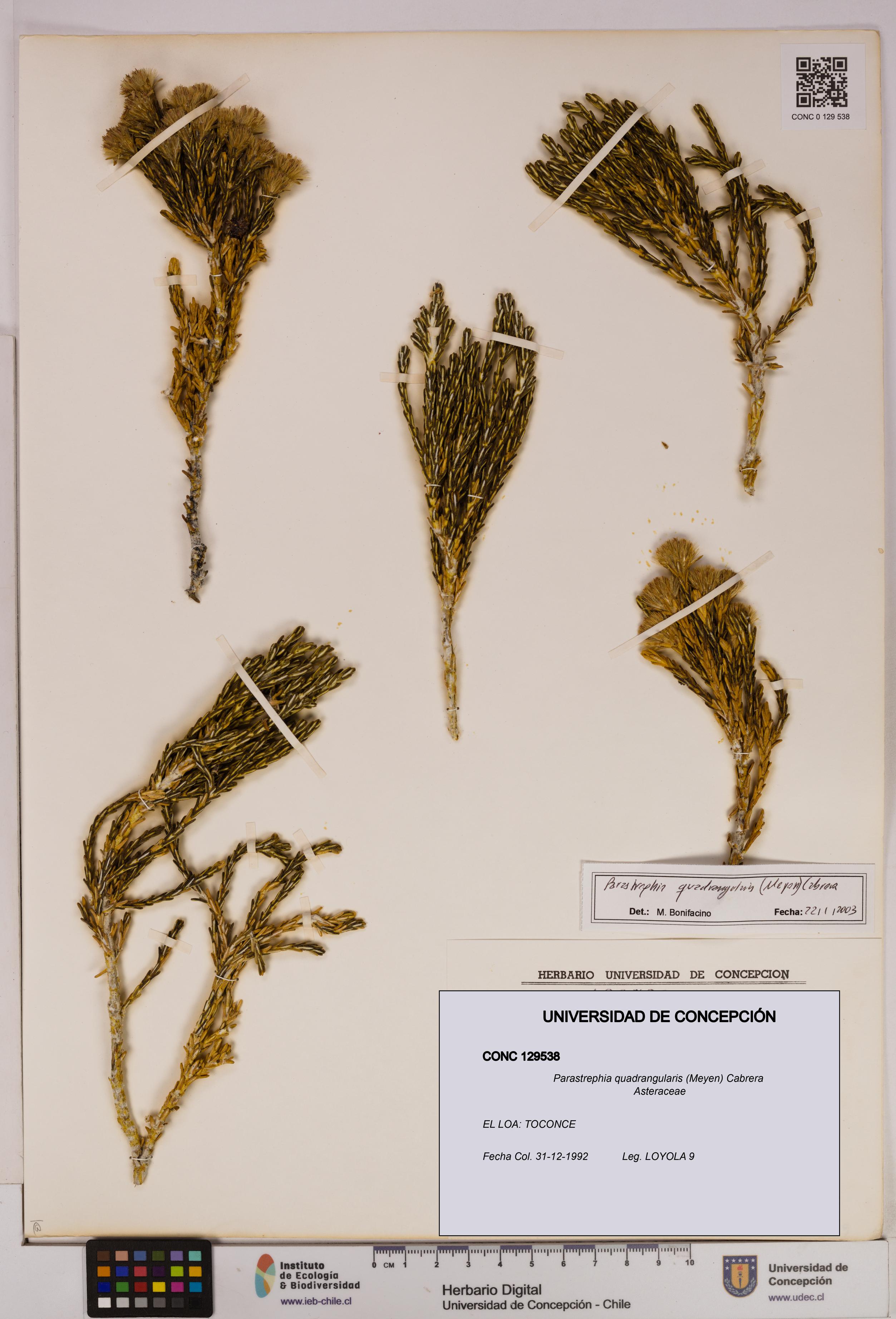 Parastrephia quadrangularis [Espécimen: UDEC:CONC:0129538]