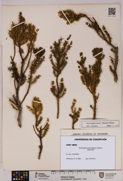 Parastrephia lucida [Espécimen: UDEC:CONC:0129540]