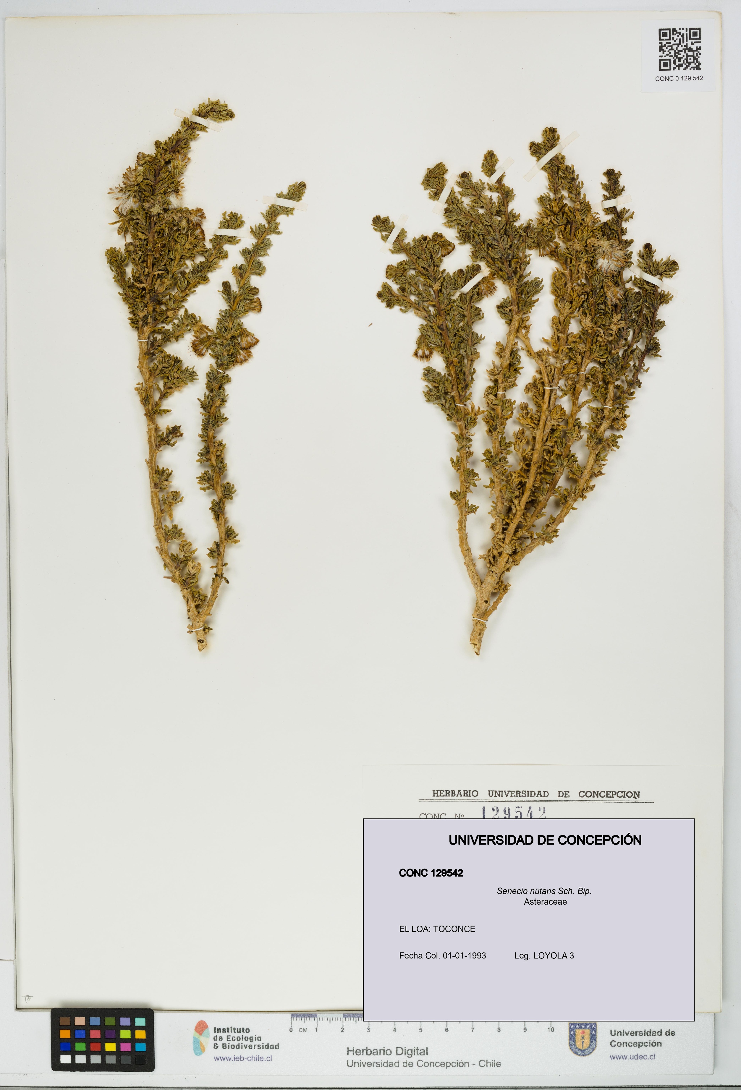 Senecio nutans [Espécimen: UDEC:CONC:0129542]