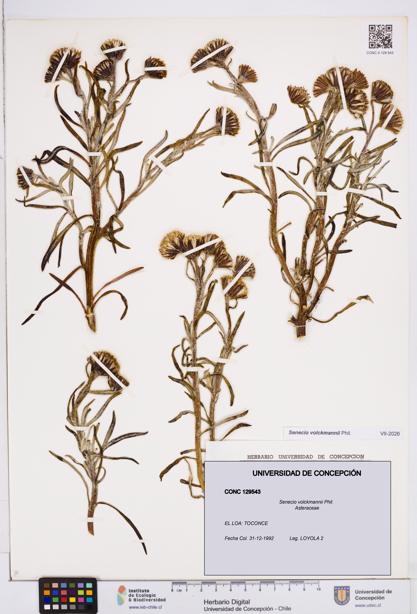 Senecio volckmannii [Espécimen: ]