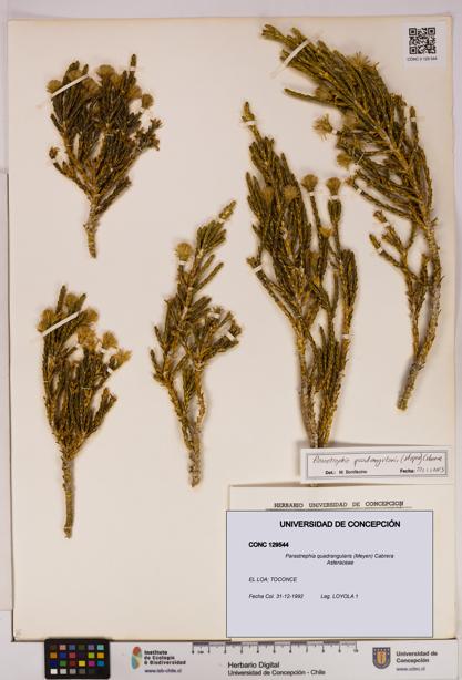Parastrephia quadrangularis [Espécimen: UDEC:CONC:0129544]
