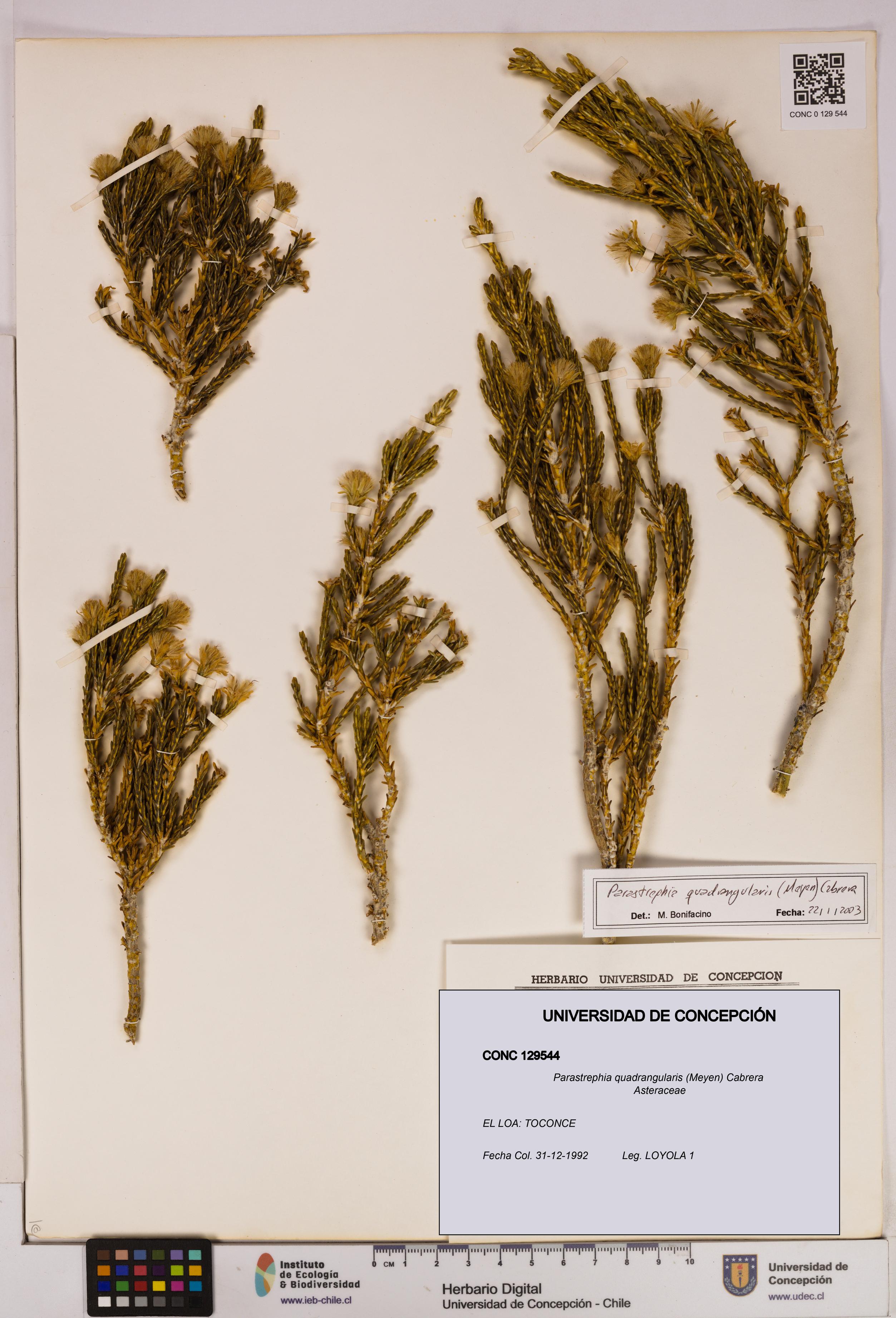 Parastrephia quadrangularis [Espécimen: UDEC:CONC:0129544]