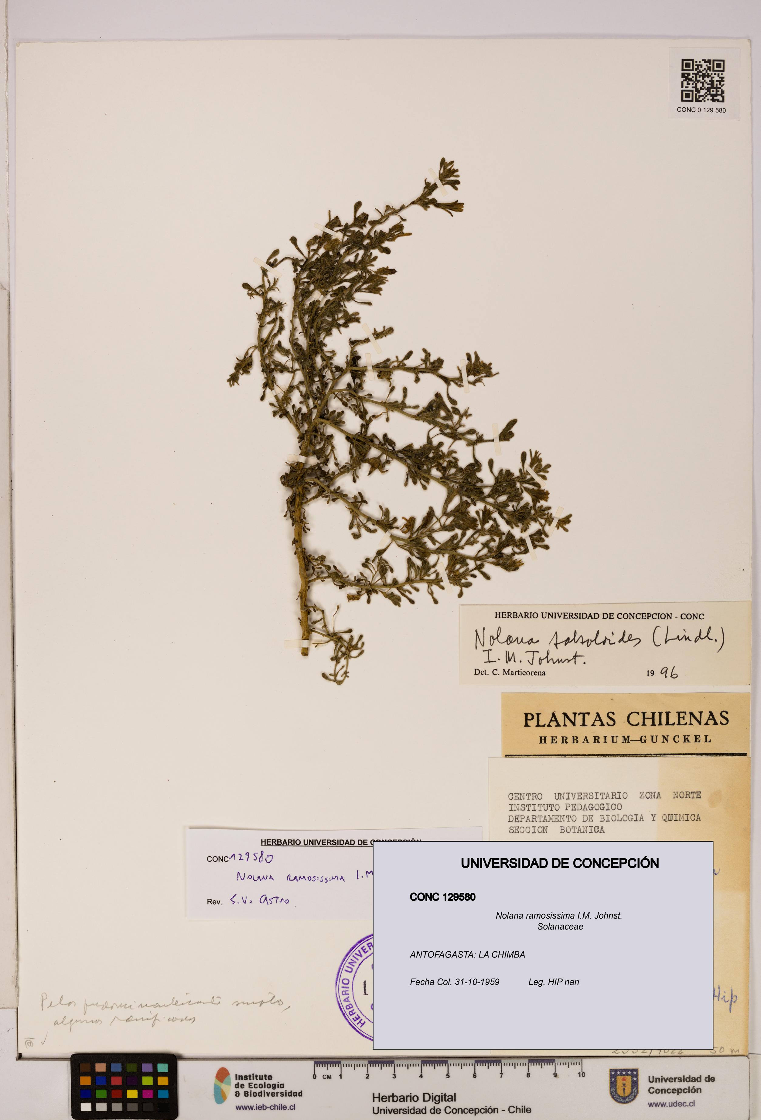 Nolana ramosissima [Espécimen: UDEC:CONC:0129580]