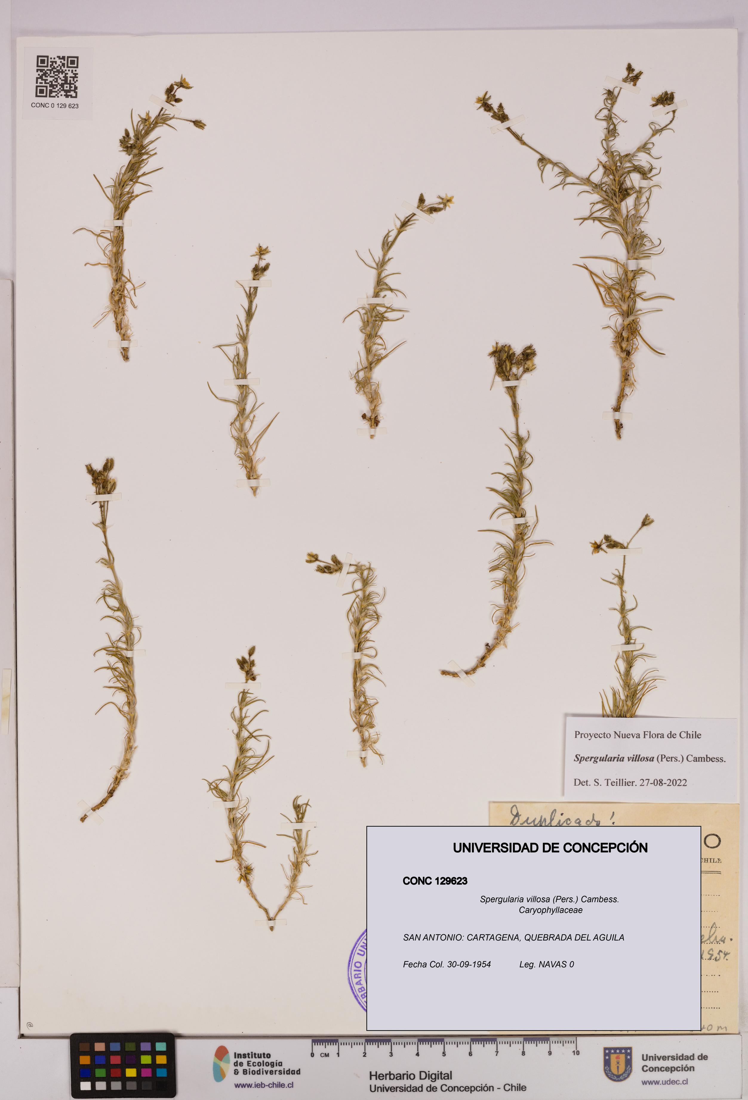 Spergularia villosa [Espécimen: UDEC:CONC:0129623]