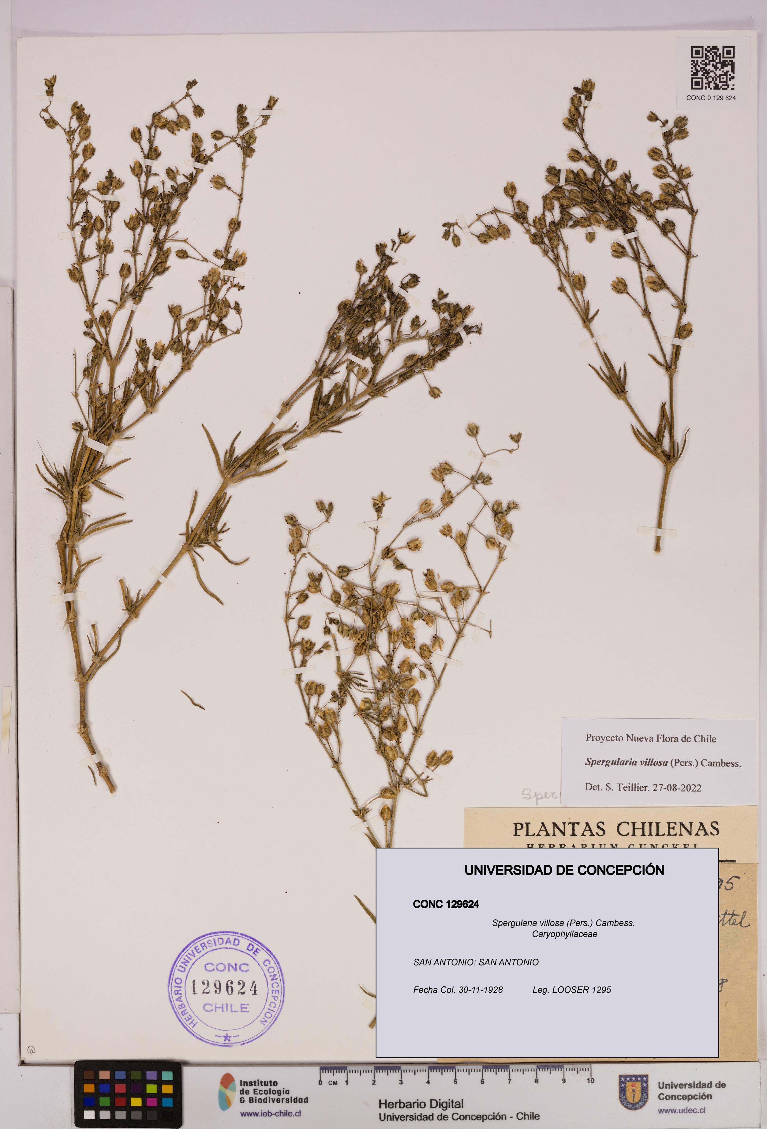 Spergularia villosa [Espécimen: UDEC:CONC:0129624]