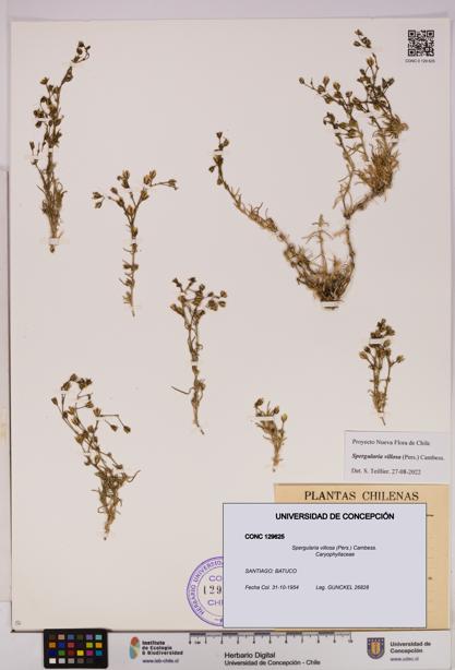 Spergularia villosa [Espécimen: UDEC:CONC:0129625]