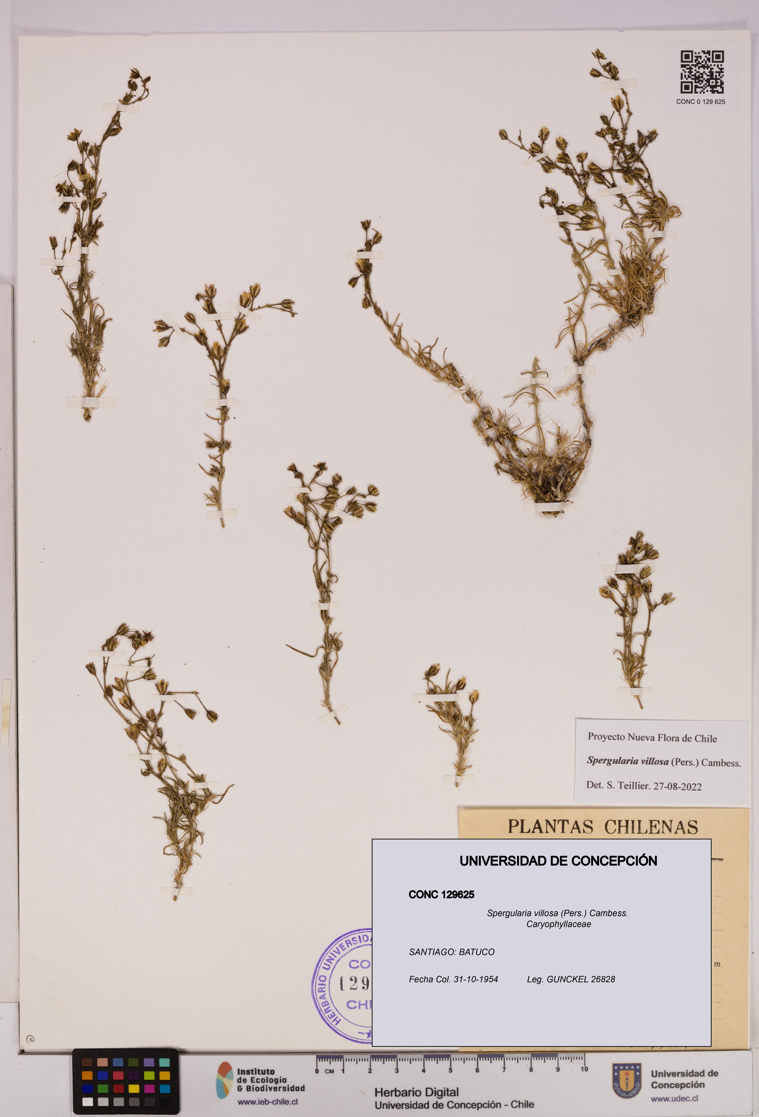 Spergularia villosa [Espécimen: UDEC:CONC:0129625]