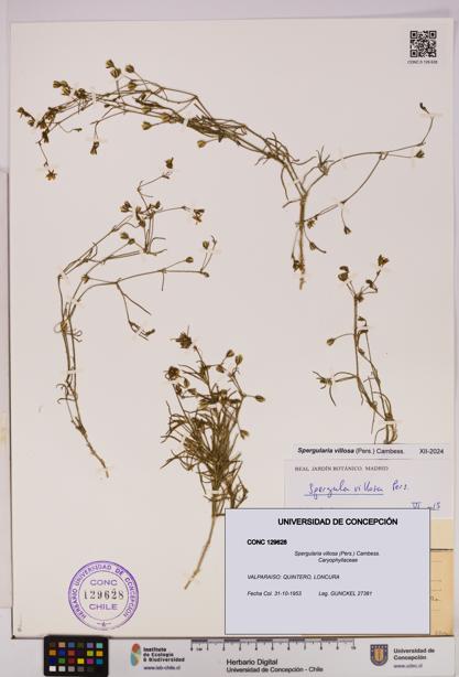 Spergularia villosa [Espécimen: UDEC:CONC:0129628]