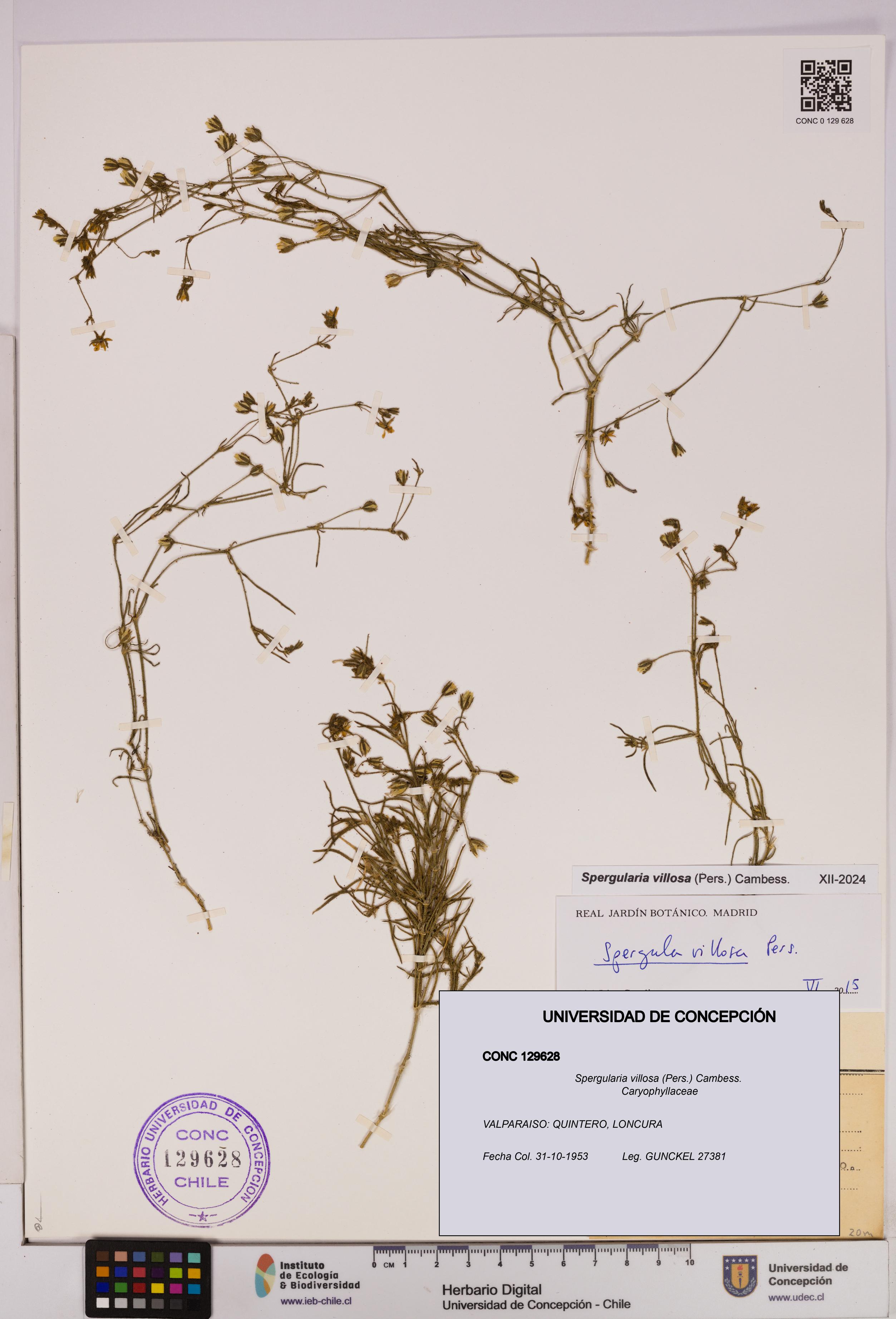 Spergularia villosa [Espécimen: UDEC:CONC:0129628]