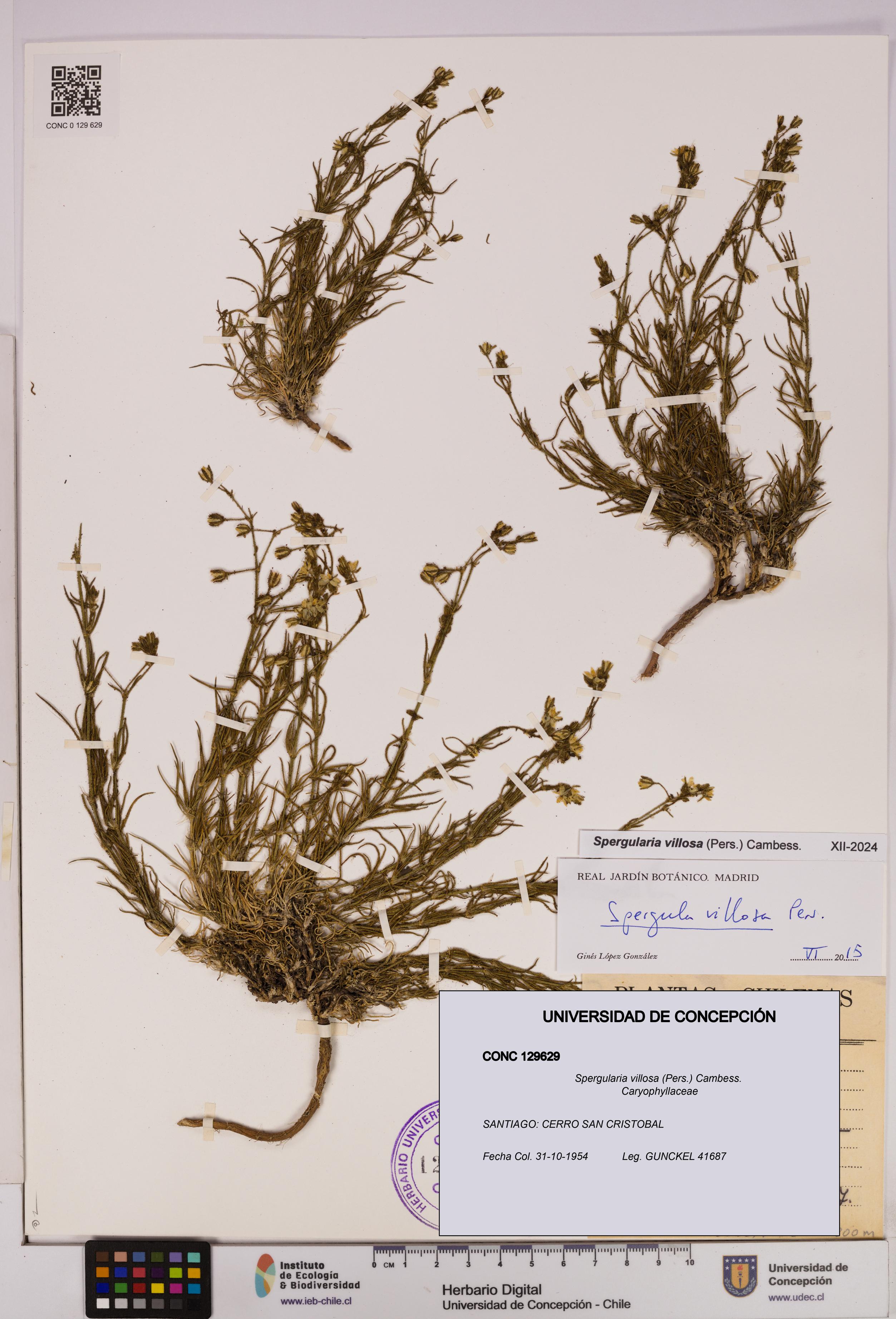Spergularia villosa [Espécimen: UDEC:CONC:0129629]