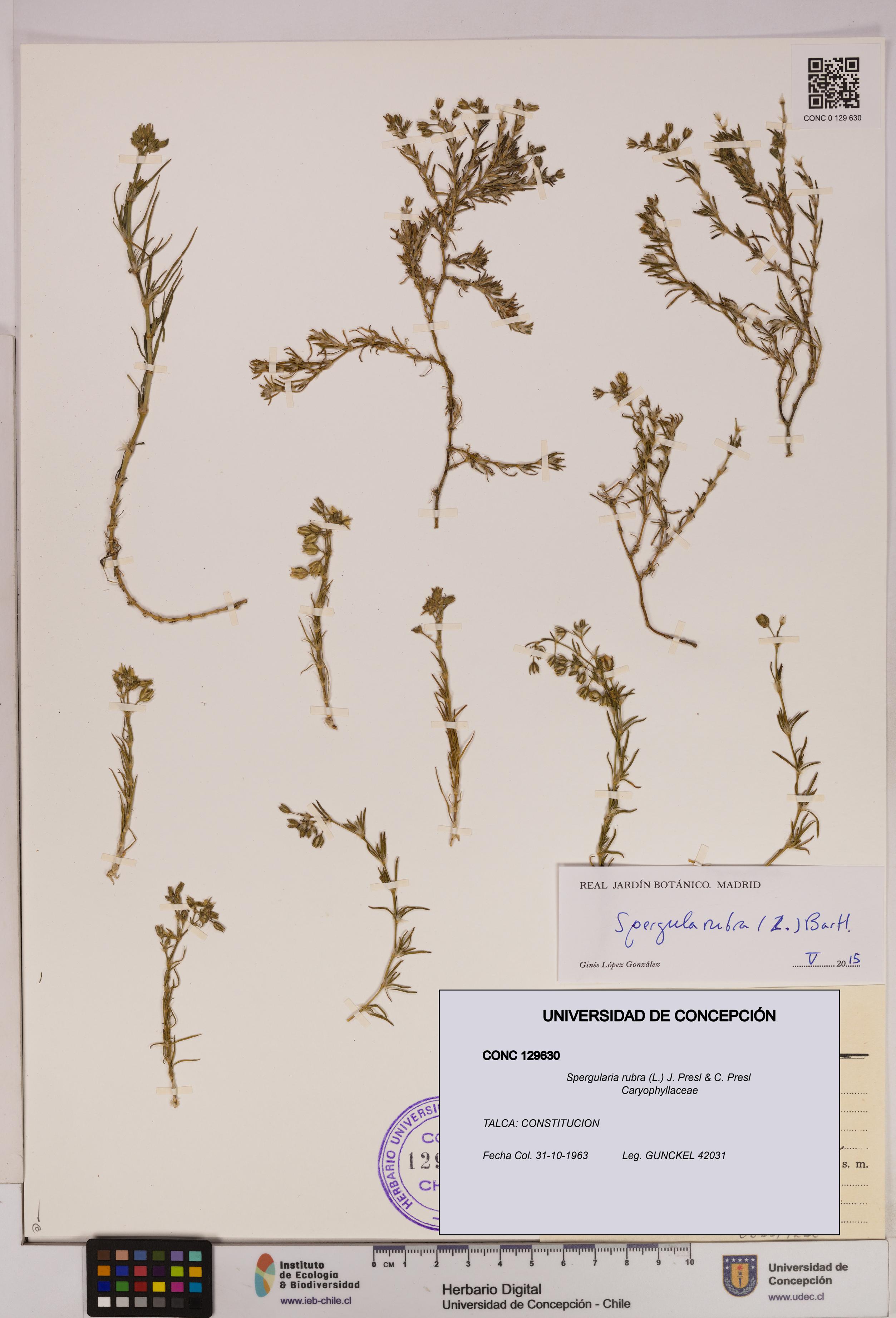 Spergularia rubra [Espécimen: UDEC:CONC:0129630]
