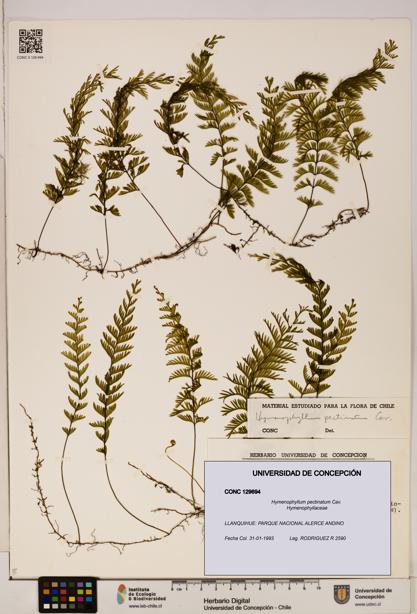 Hymenophyllum pectinatum [Espécimen: ]