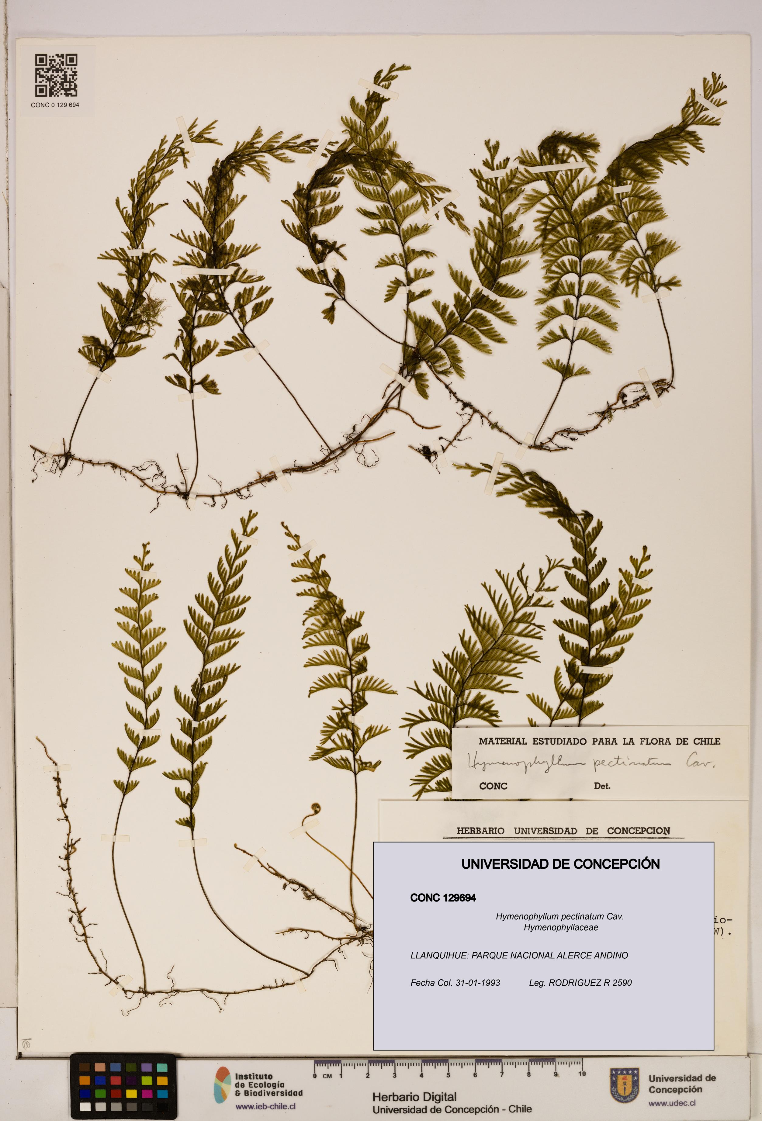 Hymenophyllum pectinatum [Espécimen: ]