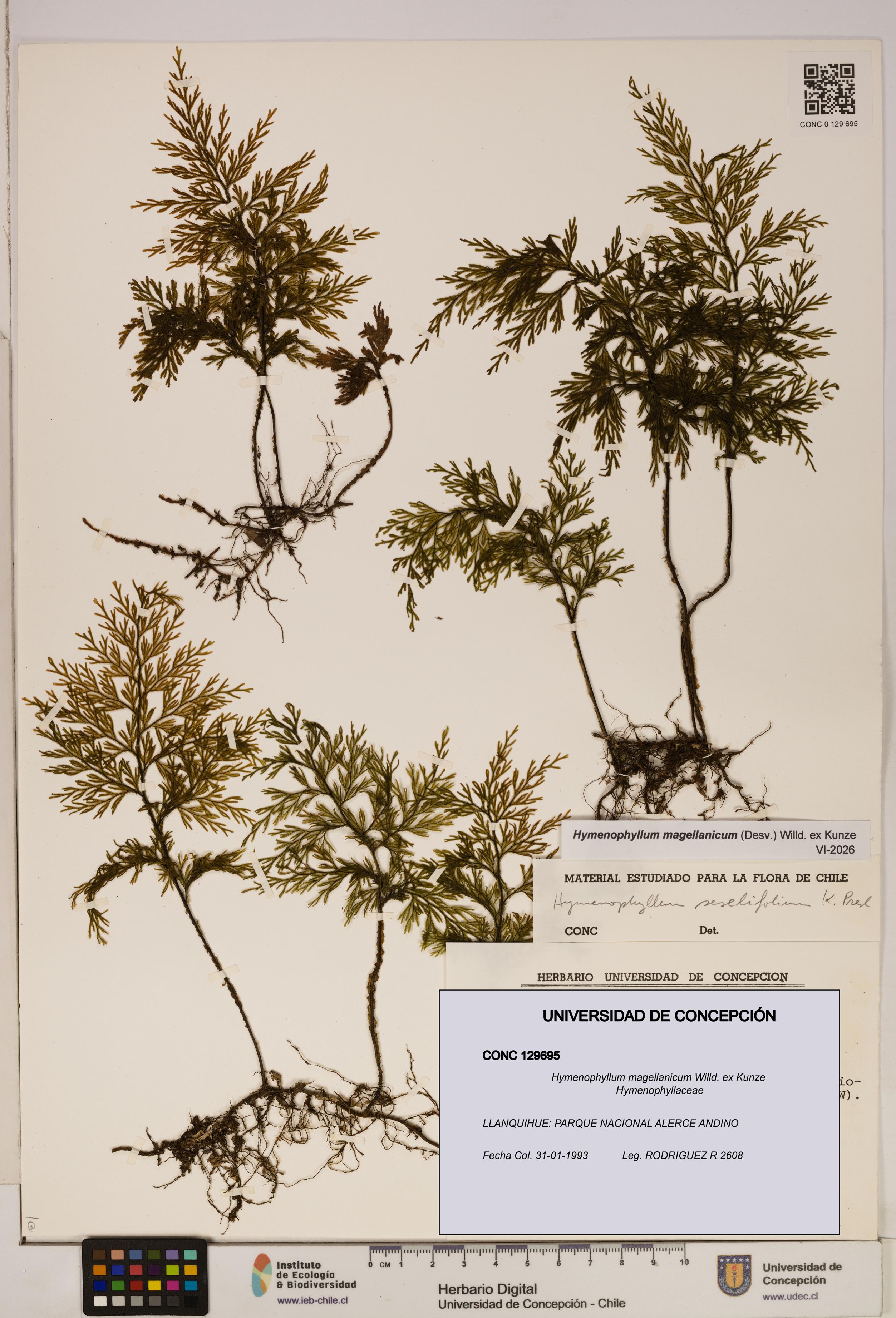 Hymenophyllum magellanicum [Espécimen: ]