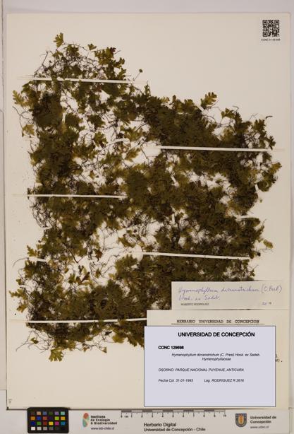 Hymenophyllum dicranotrichum [Espécimen: UDEC:CONC:0129698]
