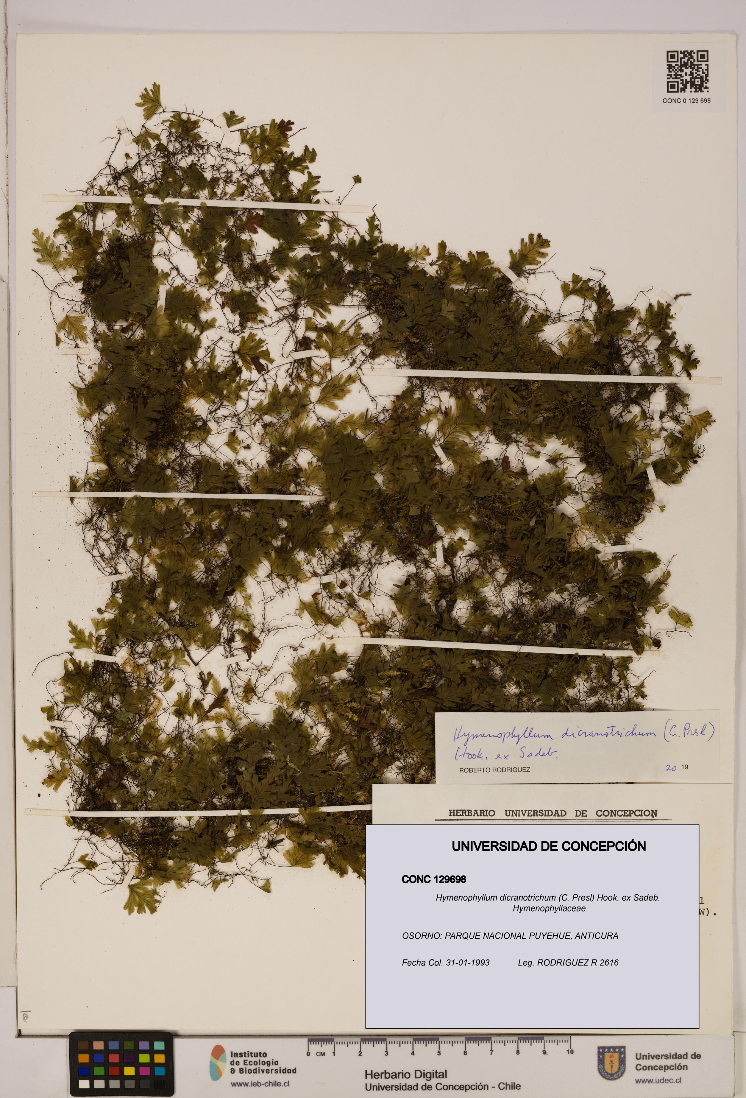 Hymenophyllum dicranotrichum [Espécimen: UDEC:CONC:0129698]