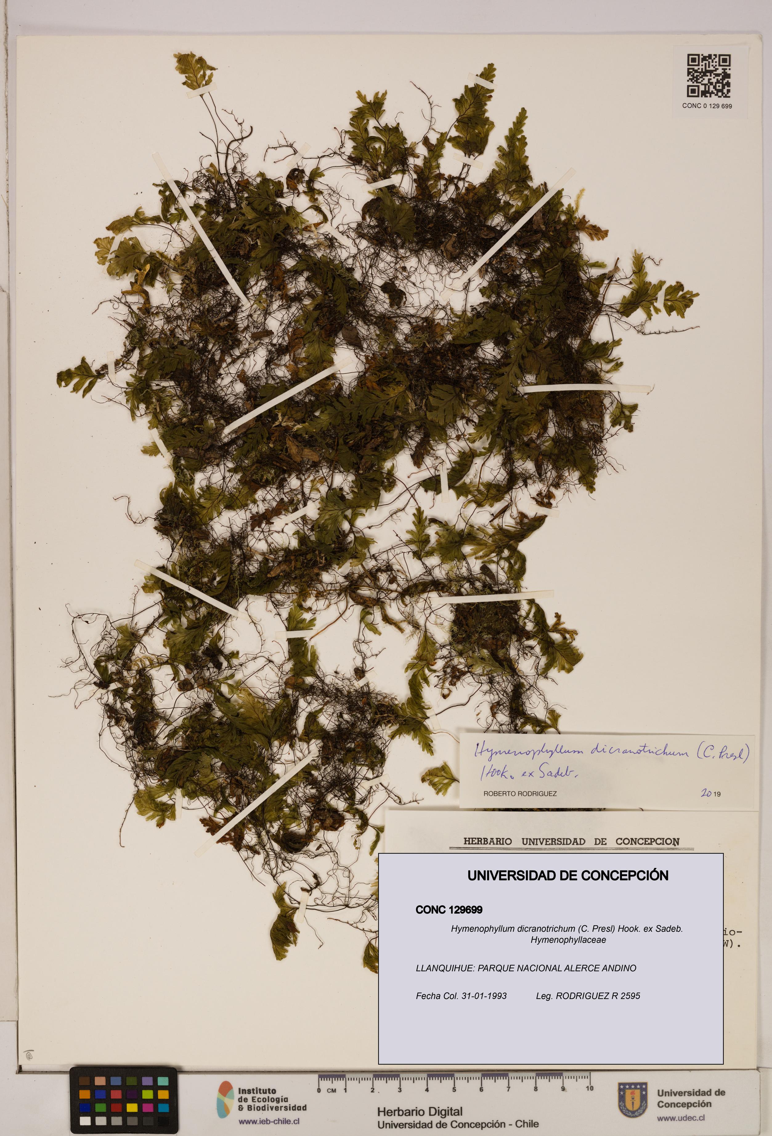 Hymenophyllum dicranotrichum [Espécimen: UDEC:CONC:0129699]