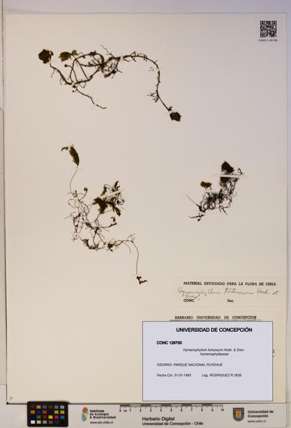 Hymenophyllum tortuosum [Espécimen: ]