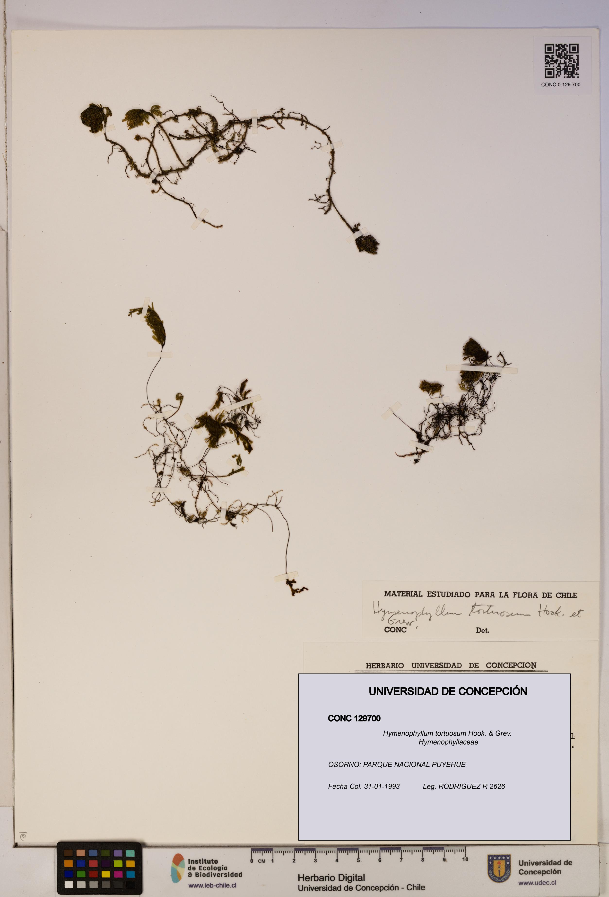 Hymenophyllum tortuosum [Espécimen: ]