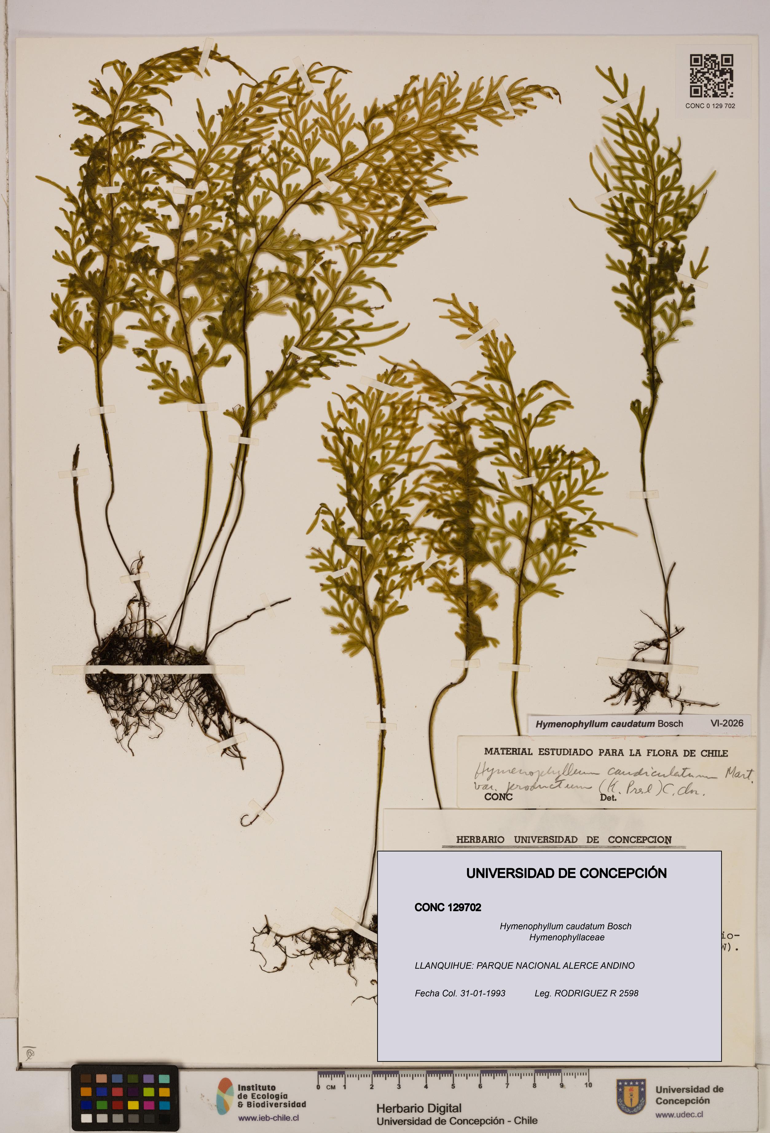 Hymenophyllum caudatum [Espécimen: UDEC:CONC:0129702]