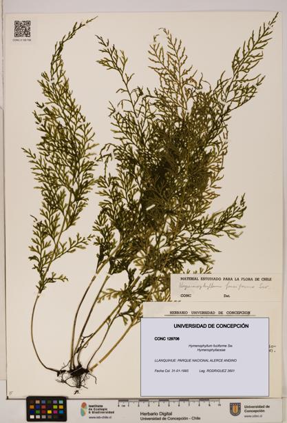 Hymenophyllum fuciforme [Espécimen: UDEC:CONC:0129706]