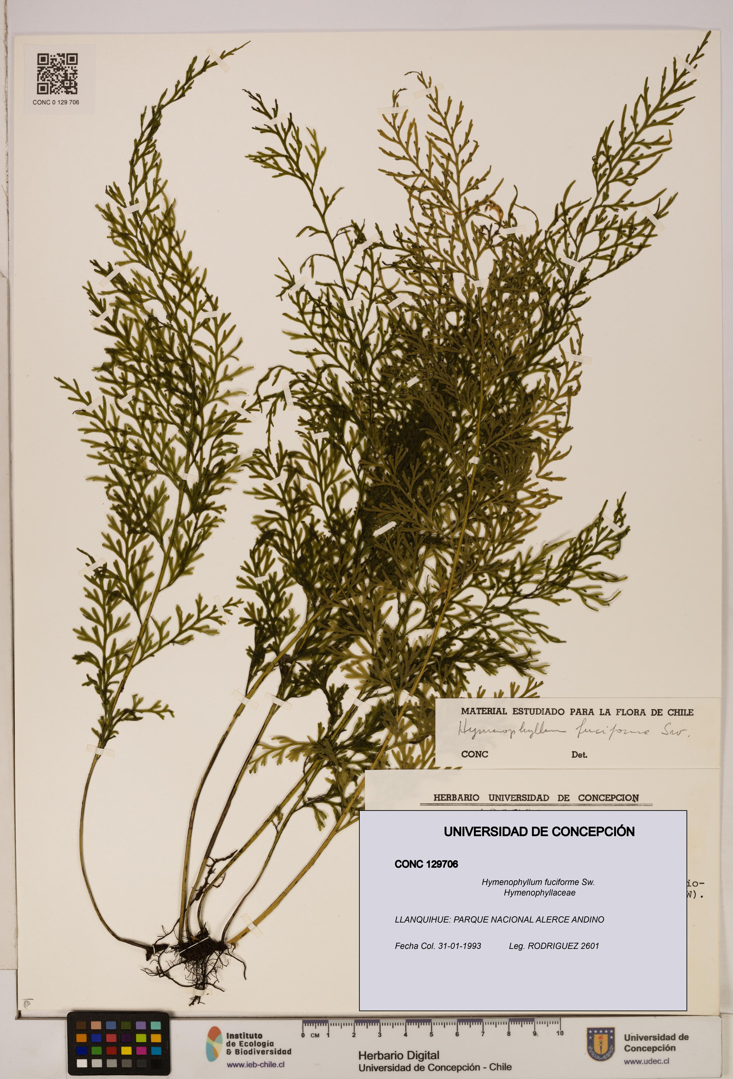 Hymenophyllum fuciforme [Espécimen: UDEC:CONC:0129706]